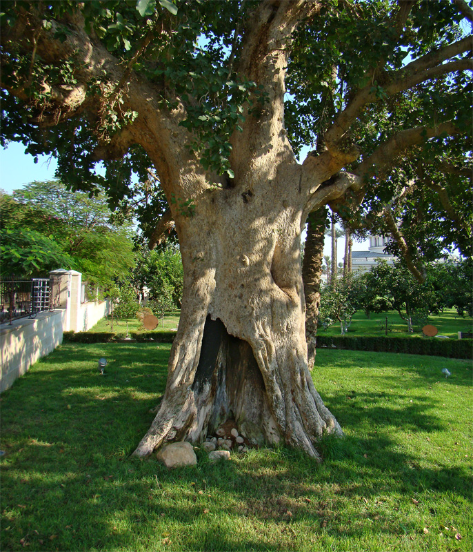 Zacchaeus' sycamore, Jericho. Photo by Tango 7174, licensed under Creative Commons Attribution Share Alike 4.0, taken from Wikipedia. 