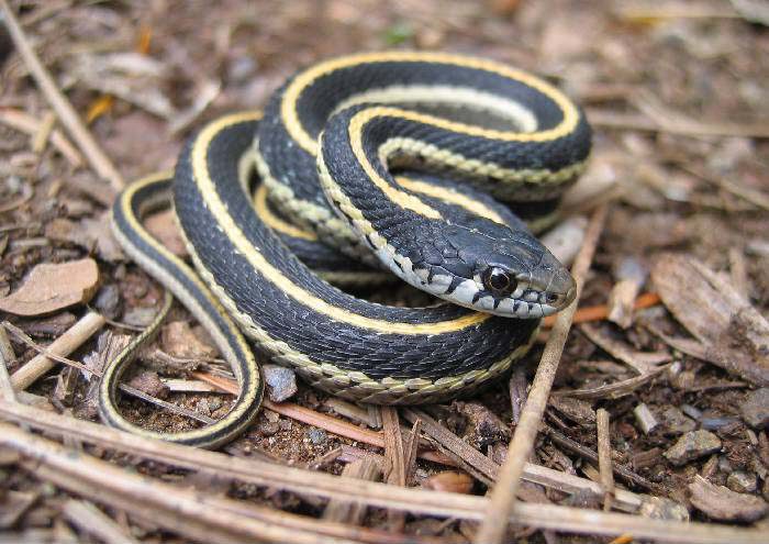 https://commons.wikimedia.org/wiki/File%3AWestern_terrestrial_garter_snake_juvie.jpg; By James Bettaso [Public domain], via Wikimedia Commons
