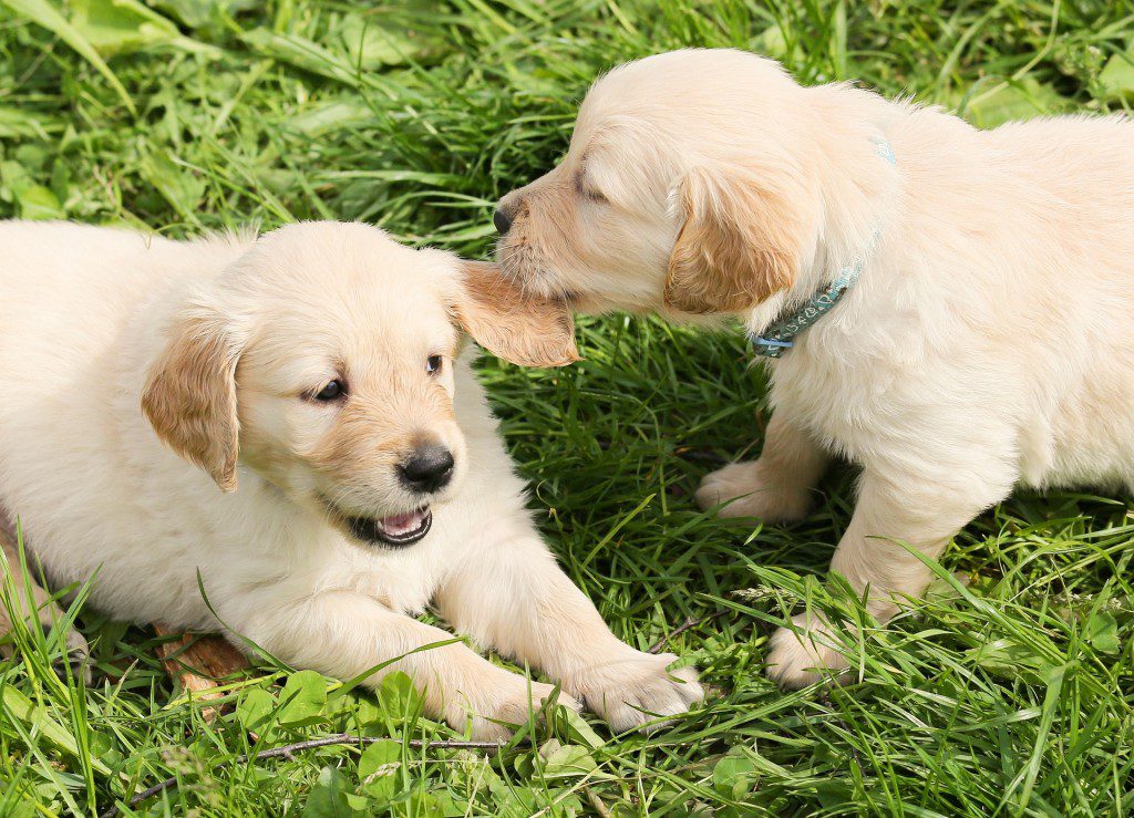 from Pixabay; https://pixabay.com/en/dogs-puppies-play-two-group-1210323/