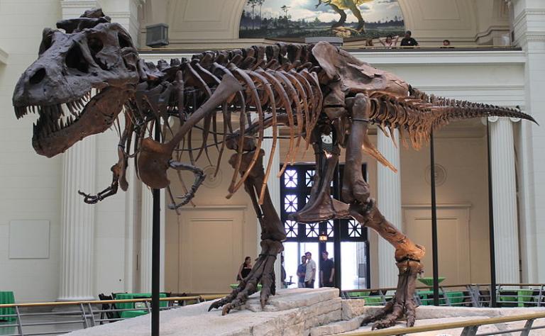 https://commons.wikimedia.org/wiki/File%3ASues_skeleton.jpg; By Connie Ma from Chicago, United States of America [CC BY-SA 2.0 (http://creativecommons.org/licenses/by-sa/2.0)], via Wikimedia Commons