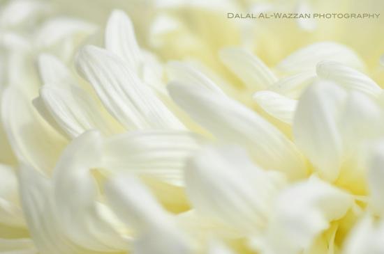 (Dalal Al-Wazzan, CC.)