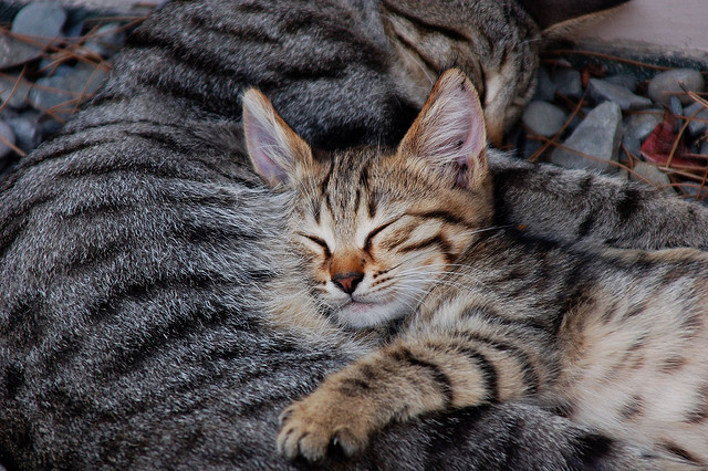 Perfect peace. I honestly don't know if it gets better than this. (Credit: Vladimir Shioshvili, CC license.)