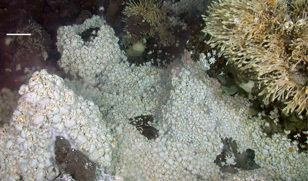 (Credit: "Dense mass of anomuran crab Kiwa around deep-sea hydrothermal vent" by A. D. Rogers et al. - A. D. Rogers et al. in PLoS Biology. Licensed under CC BY 2.5 via Wikimedia Commons.)