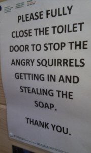 A useful thing to know about angry squirrels. (Credit: Anne Thorniley, CC license.)