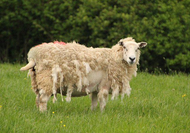 It's amazing how some folks can sense when a Christian has a little extra wool to fleece, isn't it? (Credit: Piers127, CC license.)