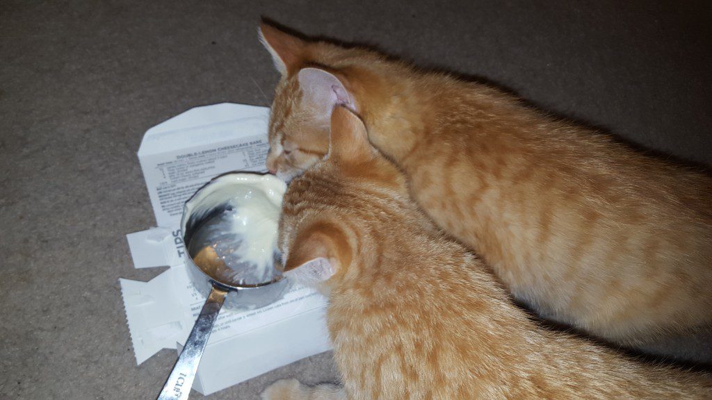 NOM NOM NOM oh wait