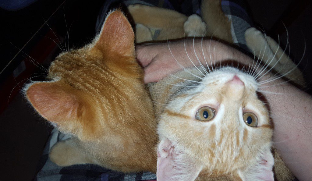 World, meet Bumble and Bother. Bumble and Bother, meet--wait, where are you going? For the love of Pete, get back here--