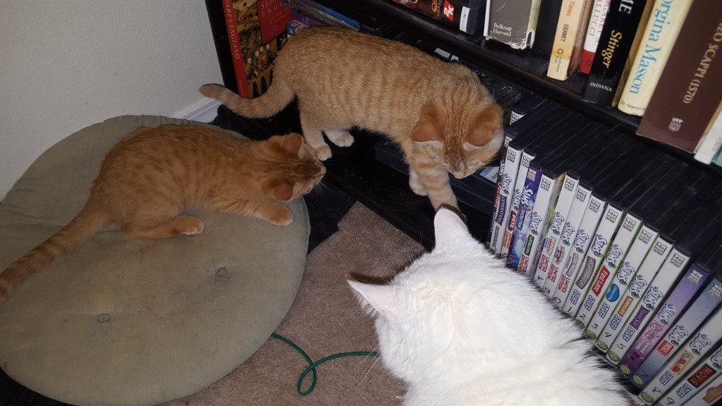The pillow is the white cat's usual sleeping spot these days.
