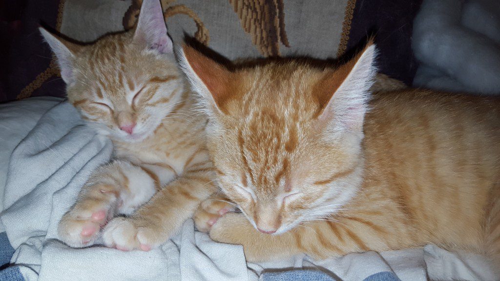 THOSE EARS THOUGH. I think they're part Mogwai. Oh and I cross-stitched that pillow years ago.
