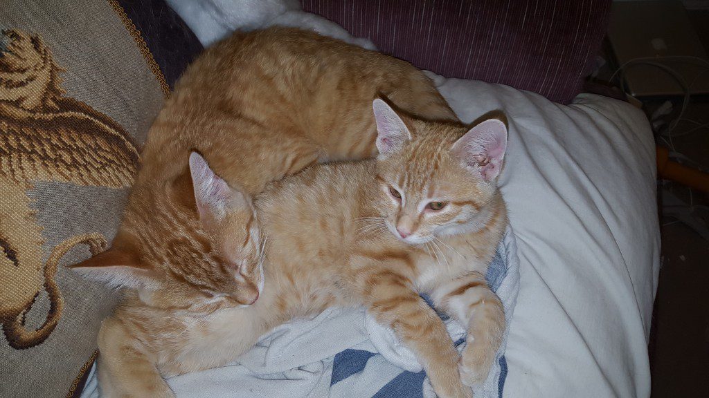 Kitten butts make the nicest pillows.