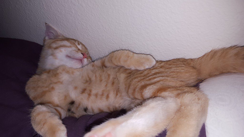 KITTEN UPDATE: The feet slay me every time. I cant believe she slept like this, but she did for some time. I think these kittens are technically classified as liquids.