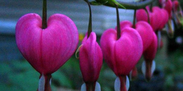 Even flowers can be bleeding heart liberals, apparently. (Credit: Salem Eames, CC-SA license.)