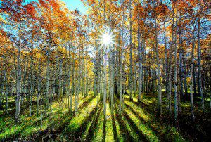 These were described as happy trees. Who am I to say they're not? (Credit: Pacheco, CC-ND license.)