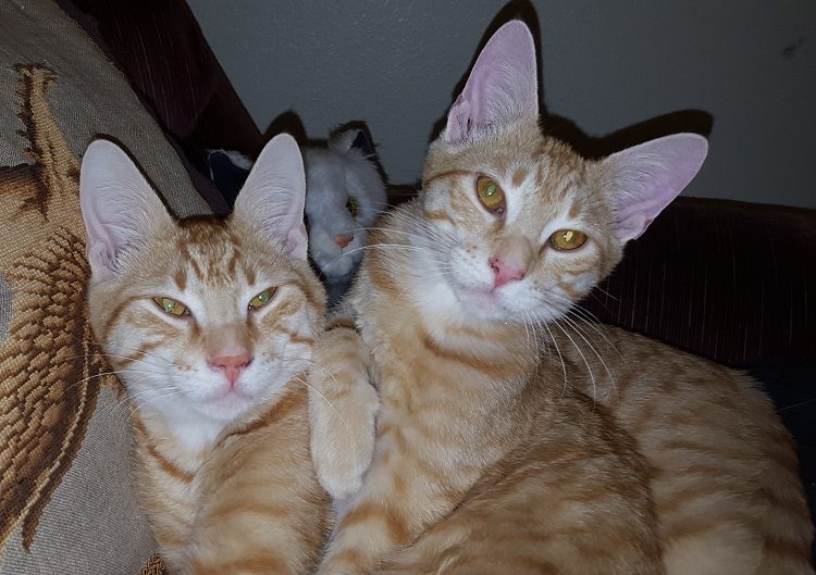 To keep your giggle fit moving along, imagine what noise I had to make to get them both to sit still like this for long enough to get this picture.