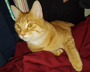 Bumble likes to help me do laundry by supervising the festivities.