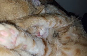This photo displays more square feet of belly floof and jelly beans than we previously thought was humanly possible.