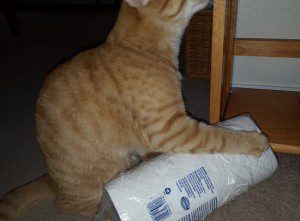 All he wanted was a roll of paper towels, and we wouldn't give it to him. INSTITUTION! INSTITUTION!