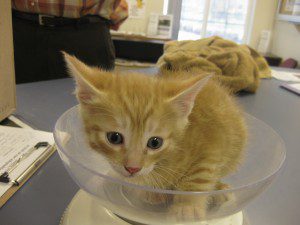 I just liked this. (Credit: Mendocino County Animal Care, CC license.)