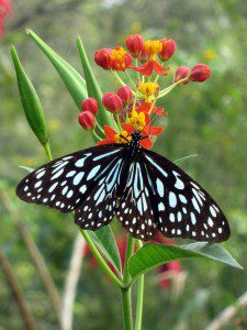 A Blue Mormon Butterfly. Once someone tells them that they're totally wrong about the Bible, they'll become Evangelical Butterflies. That'll annoy the biologists, but them's the breaks. (Credit: Indi Samarajiva, CC license.)