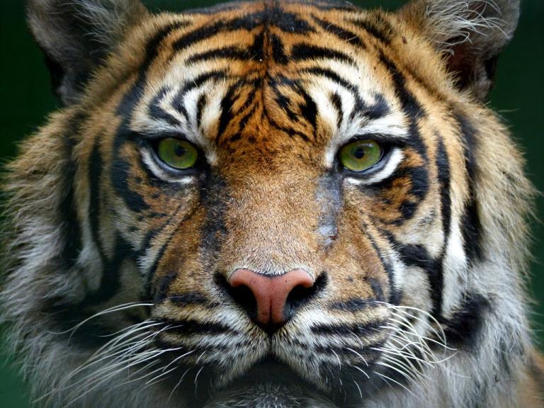Mr. Captain has decided this tiger's name is Bigglesworth, and Bigglesworth is probably is wondering if the photographer would taste like chicken. (Credit: Arctic Wolf, CC-ND license.)