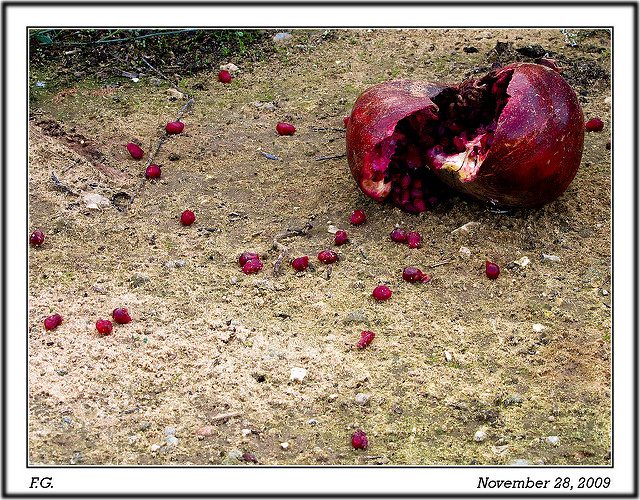 Rotten fruit. (Flavio~, CC.)