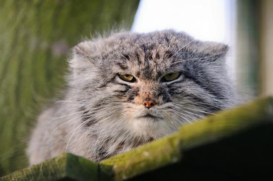 after that photo was taken the cat ate someone's face