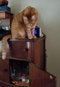 One day when he was locked in the back bedroom, he figured out how to open the bureau cabinet where his toys are kept. I found the toys scattered all over the floor.