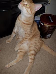We just got a Feliway diffuser and she LOVES it. I am a raving fan of this company.