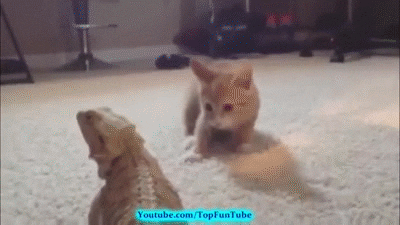 Kitten meets lizard