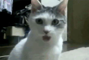 White cat is shocked