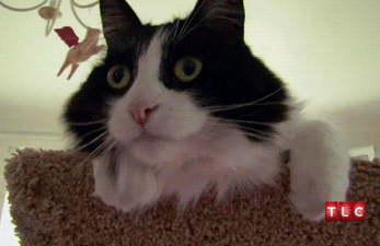 tuxedo cat is shocked