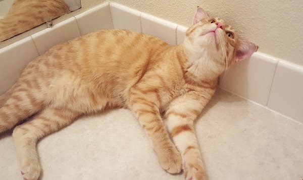 Bother on a bathroom cabinet looking really silly