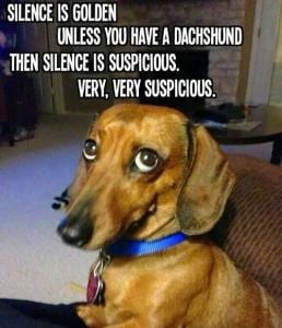 a super-guilty looking dachshund