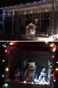annoyed ginger cat sits in an outdoor nativity set