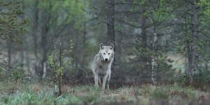a wolf in a forest