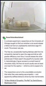 An empathetic rat