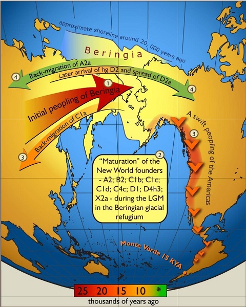 genetic settlement across beringia