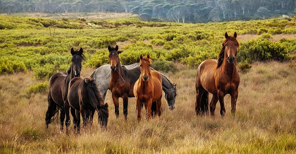 we are not a horse