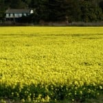 field_of_yellow_flowers_0001-0302-1800-2225_SMU