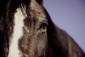 horse-594191_640