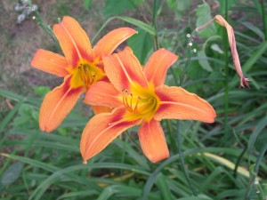 Tiger Lilies Gone Wild by Miserisasonrisa Creative Commons License