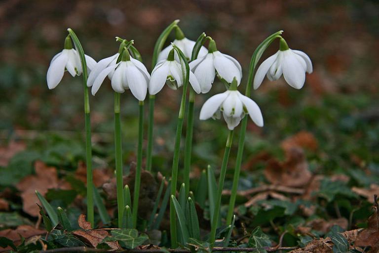 Easy Ways to Celebrate the Spring Equinox | Molly Khan