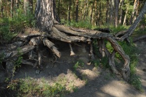 tree-roots-1388835492cAL
