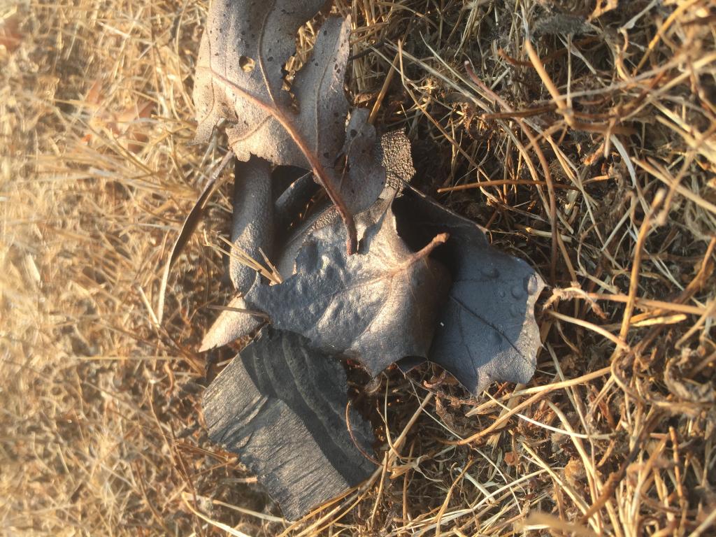 Charred leaves and paper from the fire