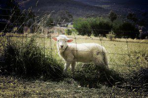 lamb-451982_1280