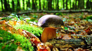 mushroom-620881_1280