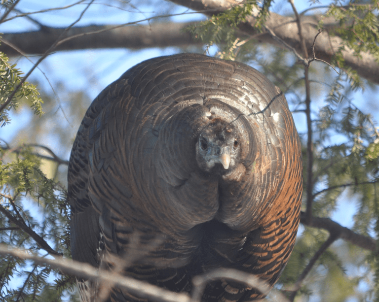 Hemlock  Polemicist