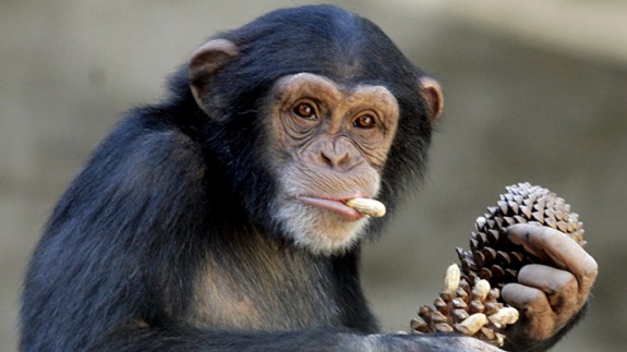 human-rights-chimpanzees-court.si