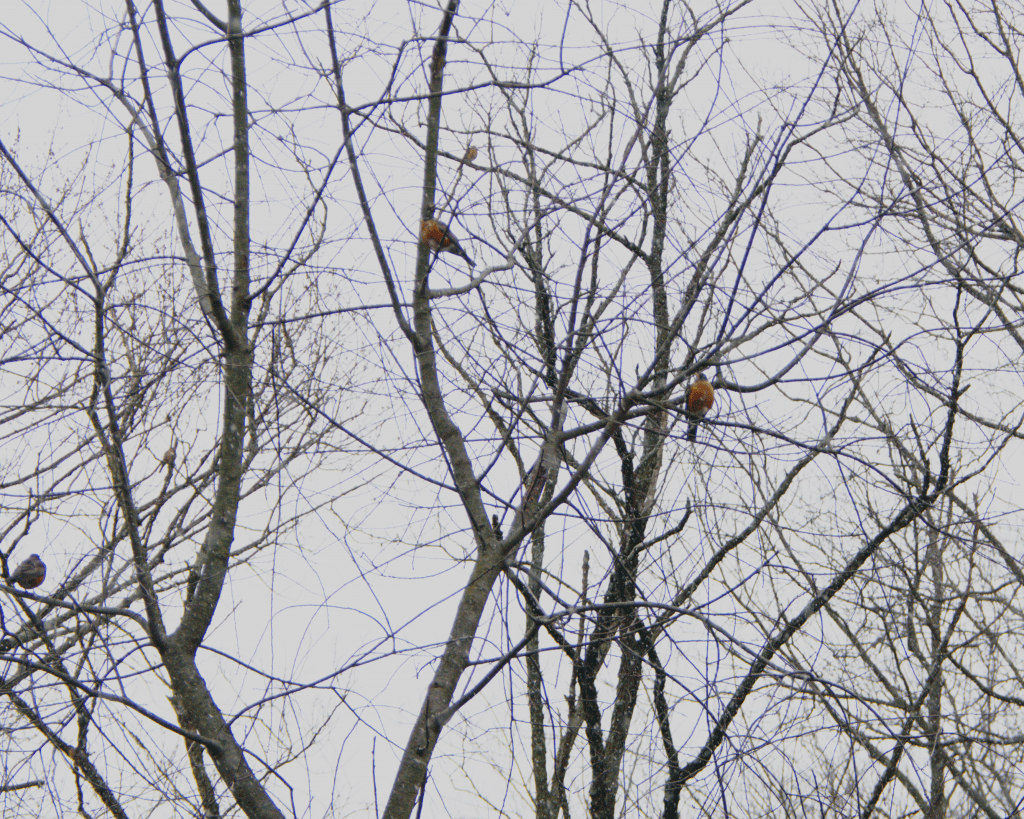 January 17: "January Robins"