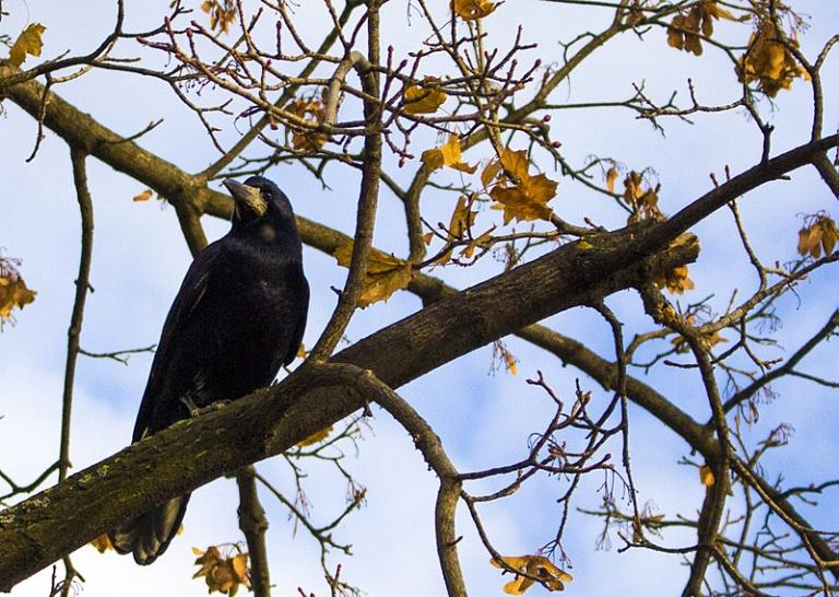 800px-Crow_on_a_branch(2)